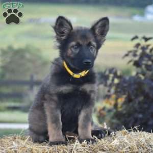 Everly, German Shepherd Puppy