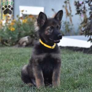 Everly, German Shepherd Puppy