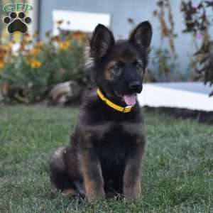 Everly, German Shepherd Puppy