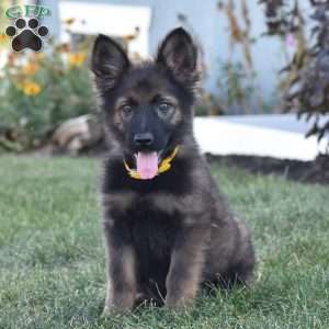 Everly, German Shepherd Puppy