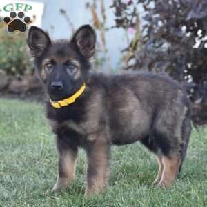 Everly, German Shepherd Puppy