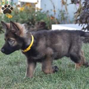 Everly, German Shepherd Puppy