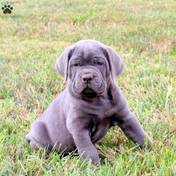 Ezra, Cane Corso Puppy