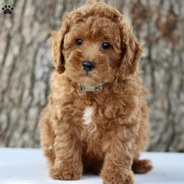 Walter, Maltipoo Puppy