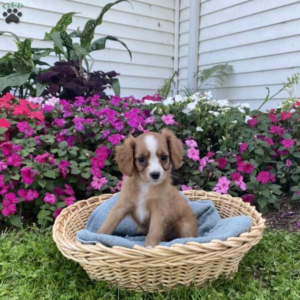 Kaden, Cavalier King Charles Mix Puppy