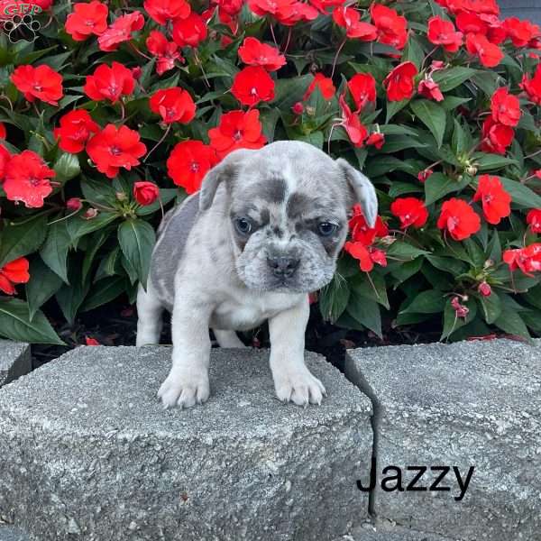 Jazzy, French Bulldog Puppy