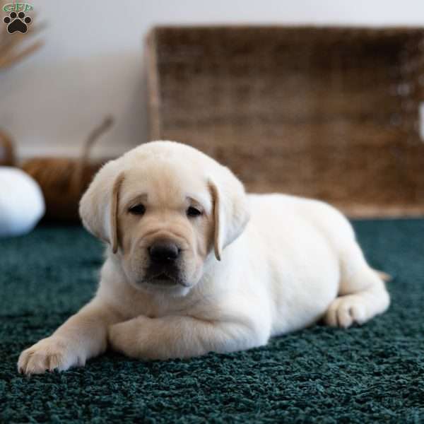 DENALI, Yellow Labrador Retriever Puppy