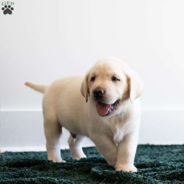 OAKLEY, Yellow Labrador Retriever Puppy