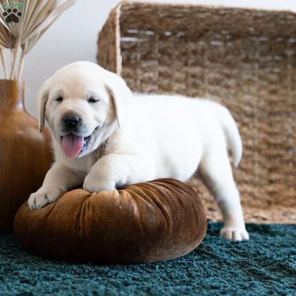 RIVER, Yellow Labrador Retriever Puppy