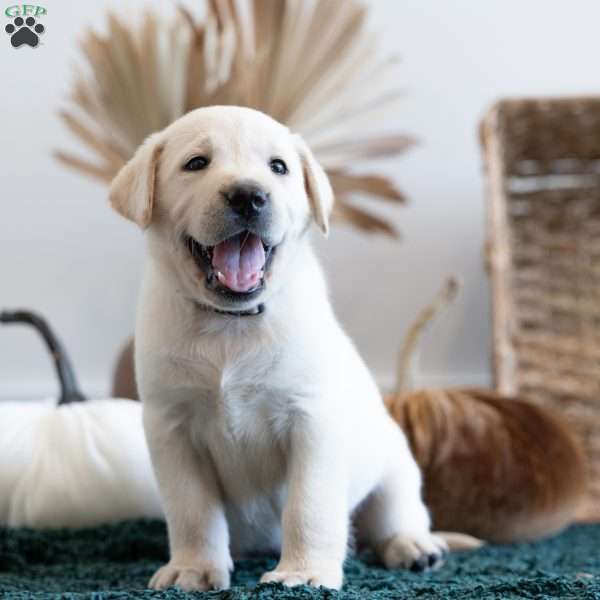 PRINCESS, Yellow Labrador Retriever Puppy