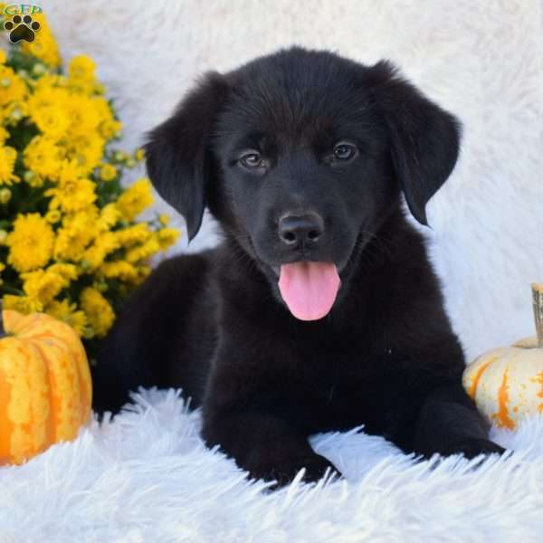 Skye, Golden Shepherd Puppy