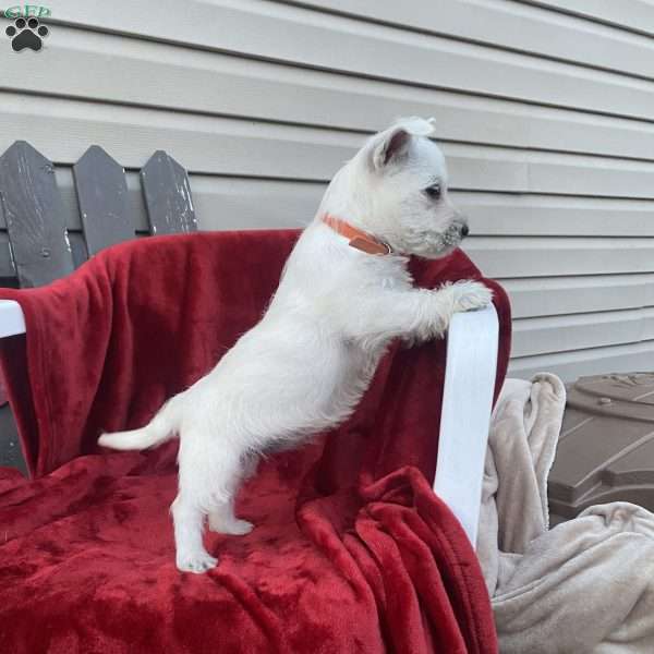 Taylor, West Highland Terrier Puppy