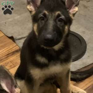 Brown, German Shepherd Puppy