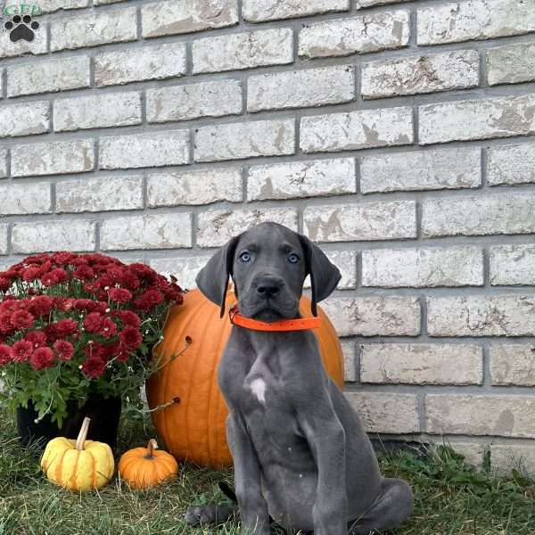 Buster, Great Dane Puppy