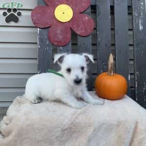 Tate, West Highland Terrier Puppy