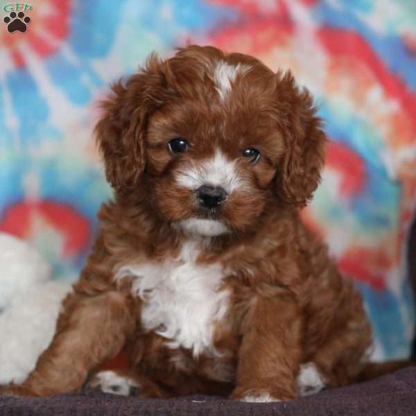 Terry, Cavapoo Puppy