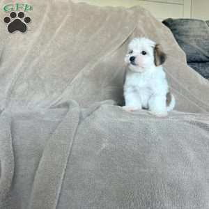 Cinnamon, Morkie / Yorktese Puppy