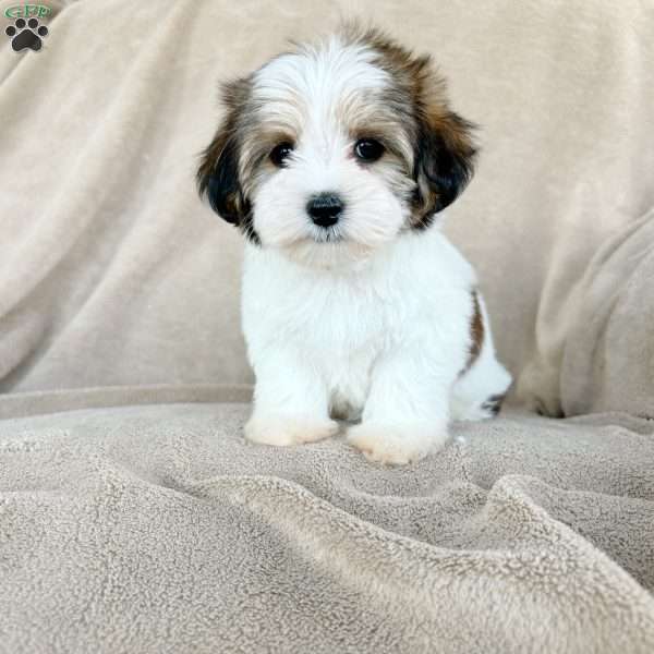 Sasha, Morkie / Yorktese Puppy