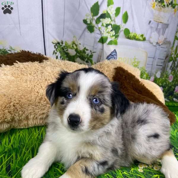 Abby, Miniature Australian Shepherd Puppy