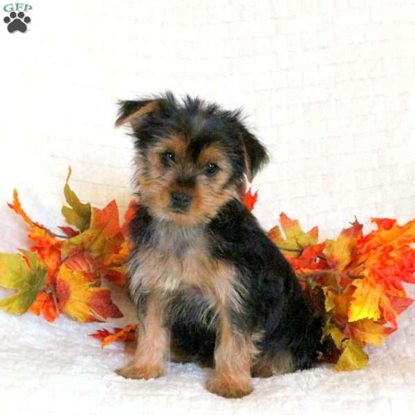 Faith, Yorkie Puppy