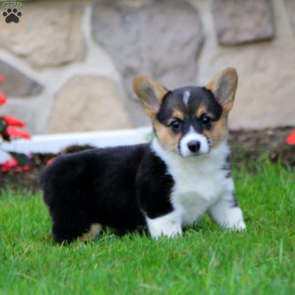 Fancy, Pembroke Welsh Corgi Puppy