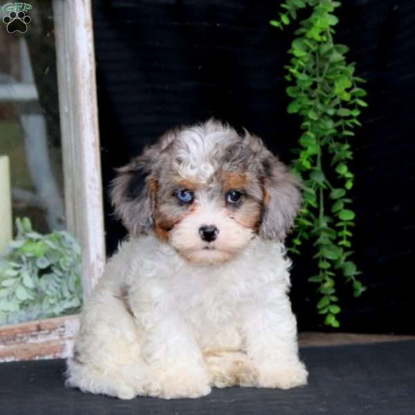 Fancy, Cavapoo Puppy