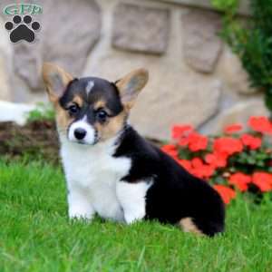 Fancy, Pembroke Welsh Corgi Puppy