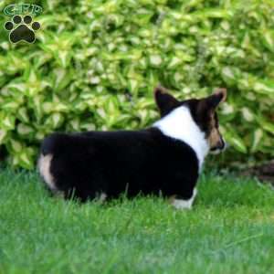 Fancy, Pembroke Welsh Corgi Puppy