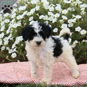 Farah, Mini Goldendoodle Puppy