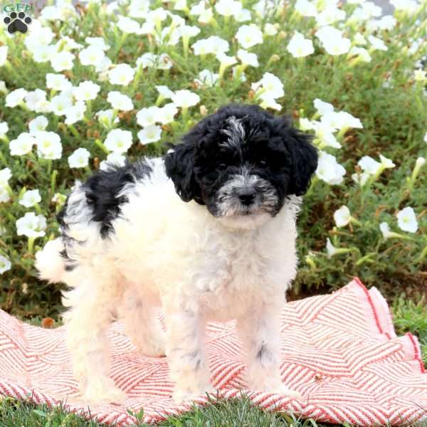 Fay, Mini Goldendoodle Puppy