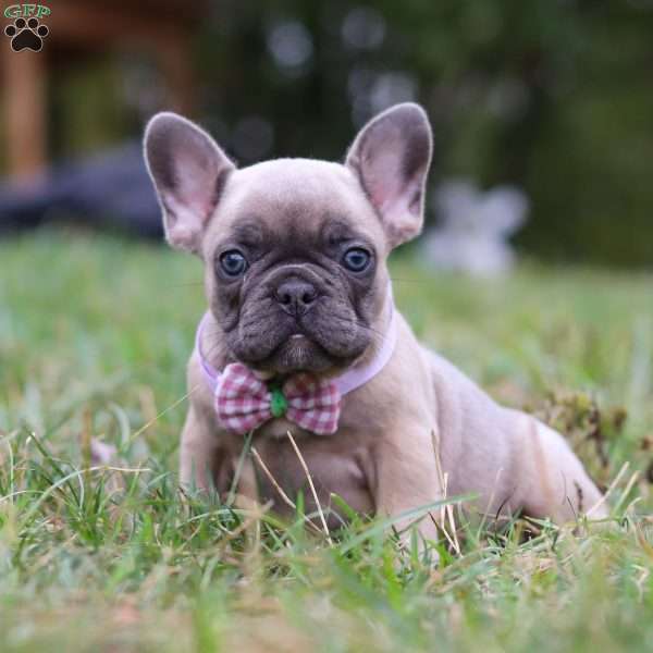 Felicity, French Bulldog Puppy