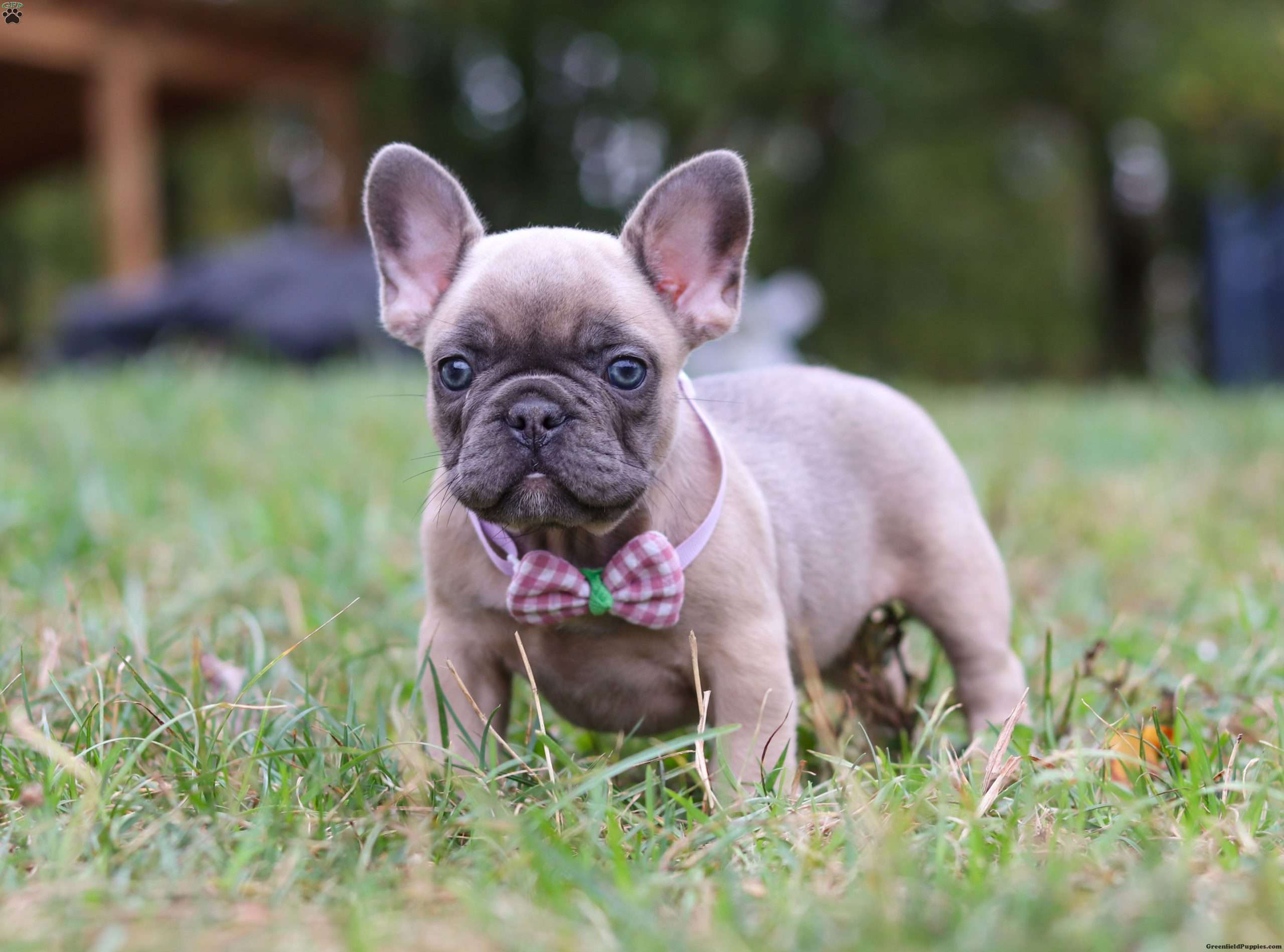 Felicity French Bulldog Puppy For Sale in Ohio