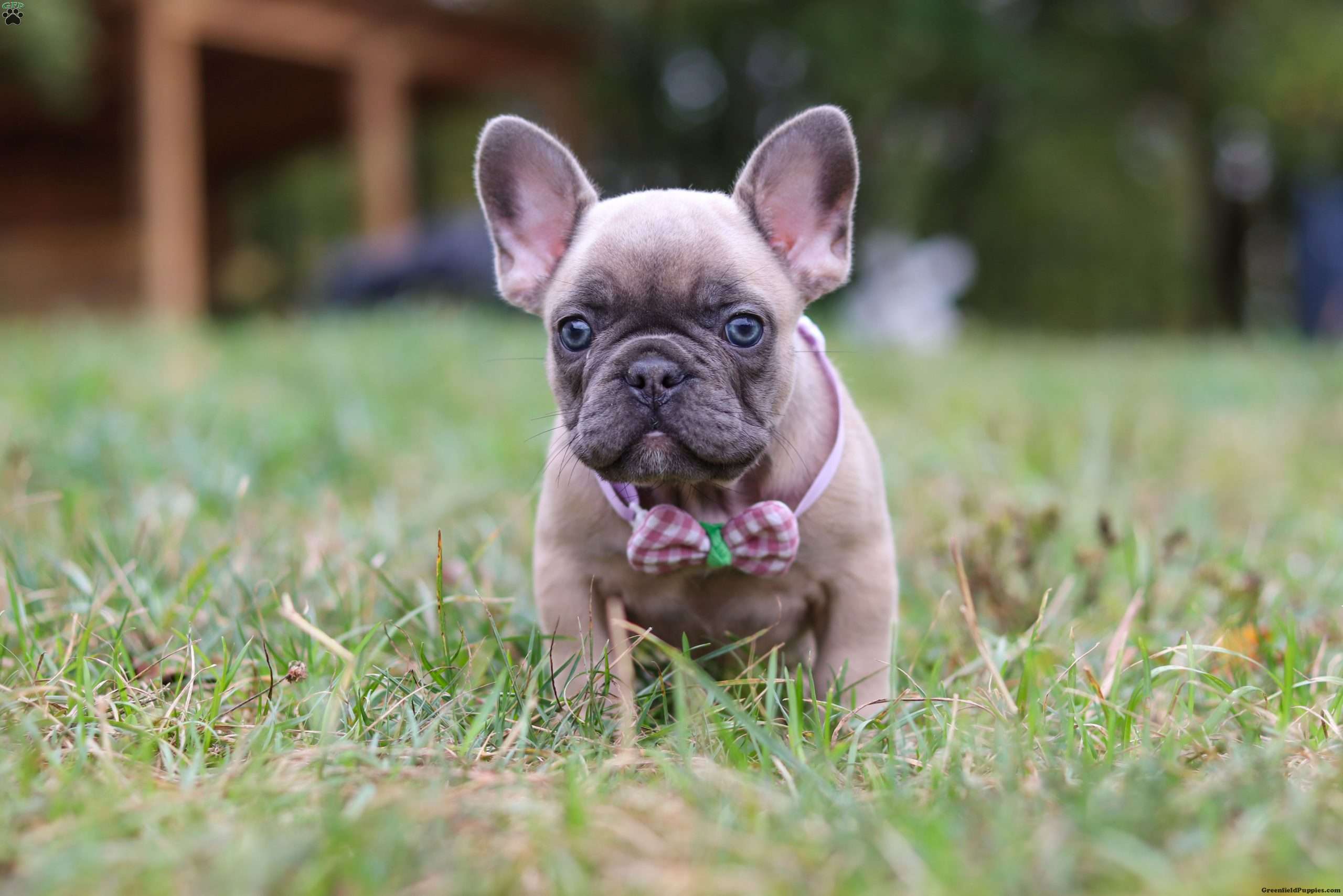 Felicity French Bulldog Puppy For Sale in Ohio