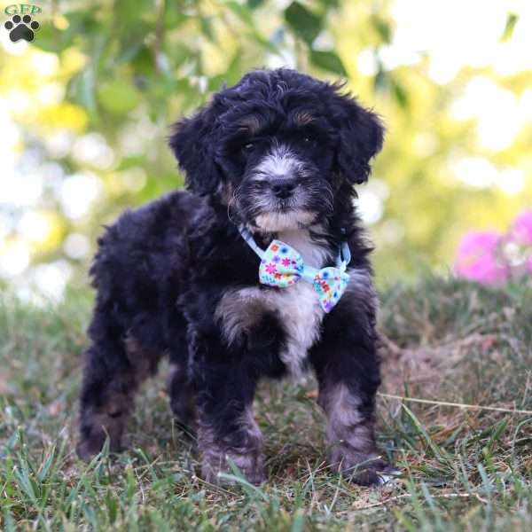 Felix, Bernedoodle Puppy