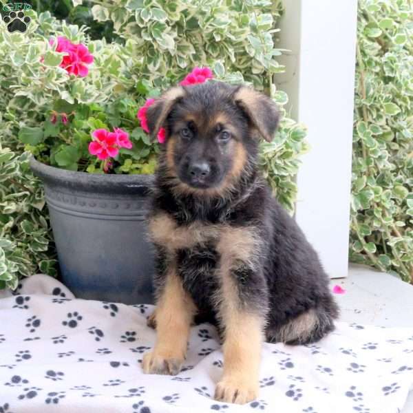 Felix, German Shepherd Puppy