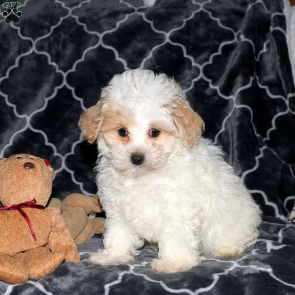 Felix, Maltipoo Puppy