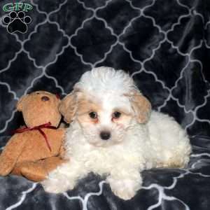 Felix, Maltipoo Puppy