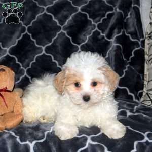 Felix, Maltipoo Puppy