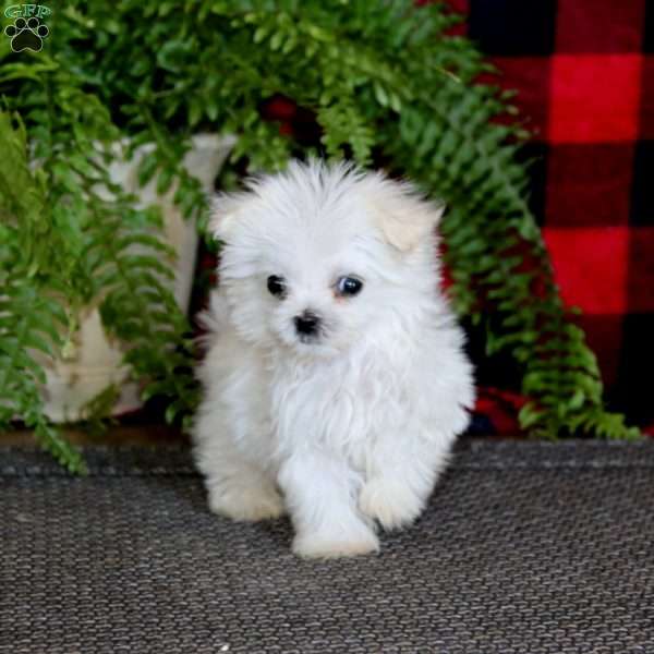 Fergie, Maltese Puppy