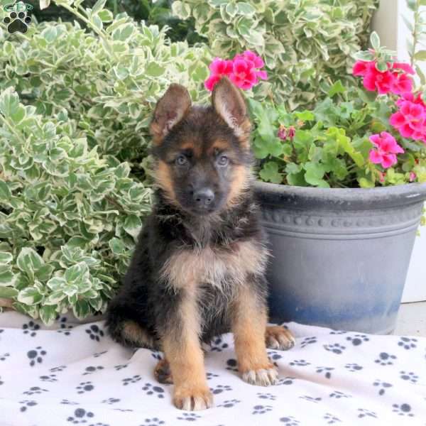 Fern, German Shepherd Puppy