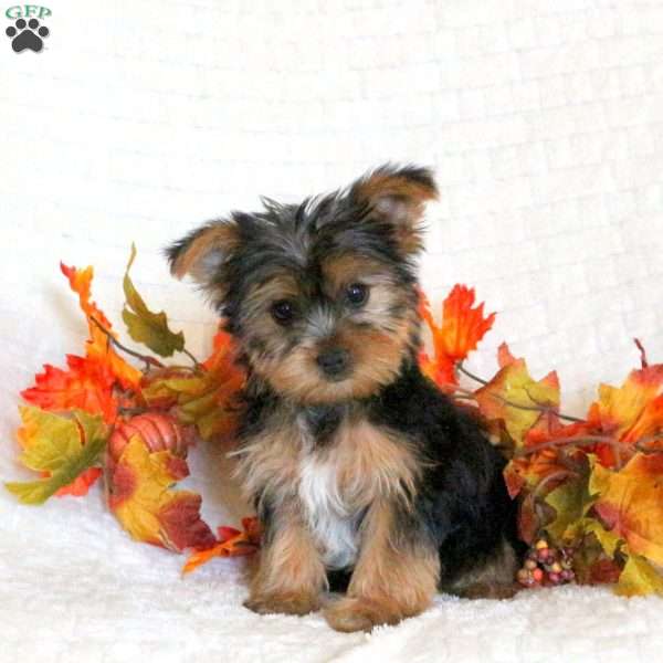 Fern, Yorkie Puppy