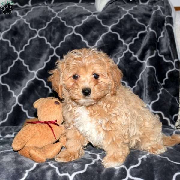 Fern, Maltipoo Puppy