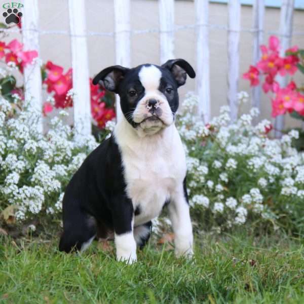 Fern, Boston Terrier Puppy