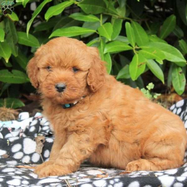 Finnley, Golden Cavadoodle Puppy