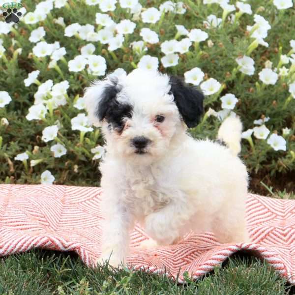 Fiona, Mini Goldendoodle Puppy