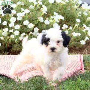 Fiona, Mini Goldendoodle Puppy