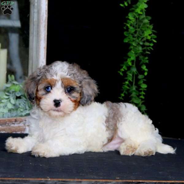 Flash, Cavapoo Puppy