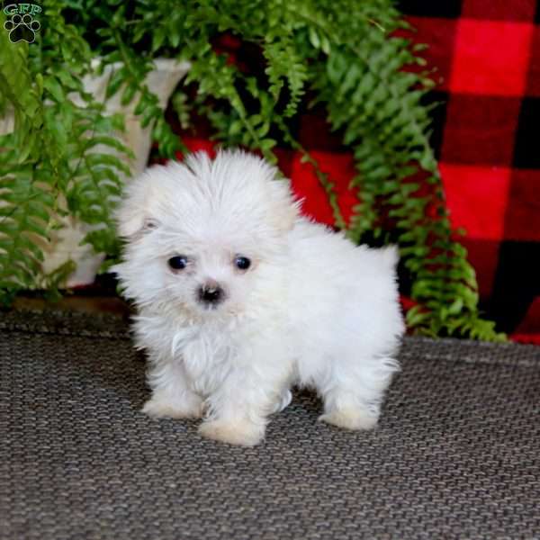 Flash, Maltese Puppy