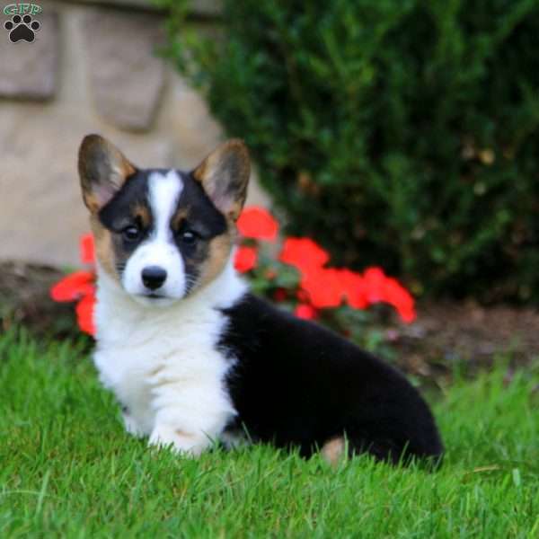 Flashy, Pembroke Welsh Corgi Puppy