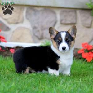 Flashy, Pembroke Welsh Corgi Puppy